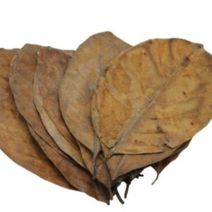 Jack Fruit leaves
